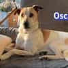 Vermittlungshilfe Oscar - Rodgau