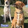Vermittlungshilfe Oscar - Rodgau