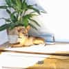 Obi  Sensibler Naturbursche sucht Ruhep