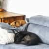 Obi  Sensibler Naturbursche sucht Ruhep