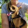 Obi  Sensibler Naturbursche sucht Ruhep