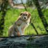 Roxy - eine sensible Begleiterin
