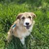 Roxy - eine sensible Begleiterin