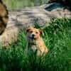 Roxy - eine sensible Begleiterin
