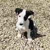 Sparky sucht ein Zuhause