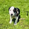 Sparky sucht ein Zuhause