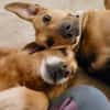 Freddi- ein richtig toller Hundekumpel
