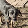 💙Leo💙 sucht ein für immer Zuhause