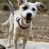 Nussini Terriermix / PLZ 82284