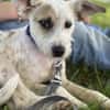 Nussini Terriermix / PLZ 82284
