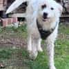 Nussini Terriermix / PLZ 82284