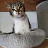Cynthia - ruhiges Zuhause gesucht