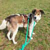 Hazel sucht eine neue Familie