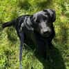 ♥Sammy♥ in 66583 Spiesen-Elversberg
