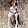 YUKINA -fröhlicher Familienhund-