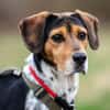 YUKINA -fröhlicher Familienhund-