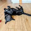ZOLA -liebt alle Menschen-
