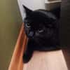 Pelle - der Kater-Eroberer