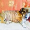 Fritz ein lieber Dackelmix