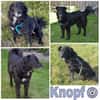 KNOPF ** liebenswerter Senior