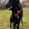 Labbi-Mix JUNAKin 37130 Gleichen