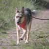 ITOYA -wünscht sich einen Hundekumpel-