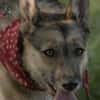 ITOYA -wünscht sich einen Hundekumpel-