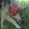 ITOYA -wünscht sich einen Hundekumpel-