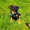 Ricka sucht ein Zuhause