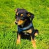 Ricka sucht ein Zuhause