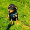 Ricka sucht ein Zuhause