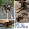 POLLINA -Rundum tolles Hundekind-