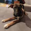 POLLINA -Rundum tolles Hundekind-