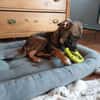 POLLINA -Rundum tolles Hundekind-