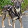 POLLINA -Rundum tolles Hundekind-