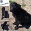 LISABEL -rundum tolles Hundekind-