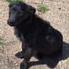 LISABEL -rundum tolles Hundekind-