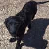 LISABEL -rundum tolles Hundekind-