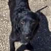 LISABEL -rundum tolles Hundekind-