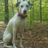 Notfall-Sira sucht Pflegestelle/Zuhause