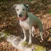 Notfall-Sira sucht Pflegestelle/Zuhause