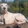 Notfall-Sira sucht Pflegestelle/Zuhause