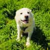 Josi ein sehr verschmustes Hundekind