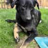 Dora sucht ihre Menschen💕🍀🐾