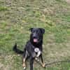 Dora sucht ihre Menschen💕🍀🐾
