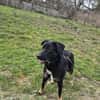 Dora sucht ihre Menschen💕🍀🐾