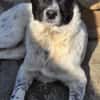 Samra sucht liebevolles Zuhause (I)