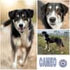 CAMEO -wahrer Sonnenschein-