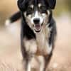 CAMEO -wahrer Sonnenschein-