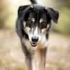 CAMEO -wahrer Sonnenschein-